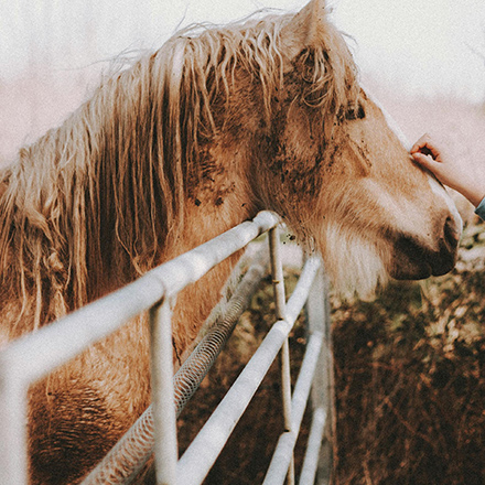 *Free* What Horses Teach Us: Stories From the Arena and the Office - Feb 16, 2026